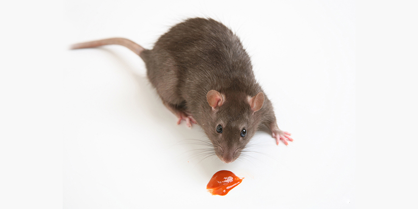 Product - PROVOKE Rat Monitoring Gel