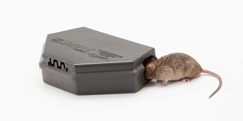 How to Use Protecta RTU Mouse bait stations 