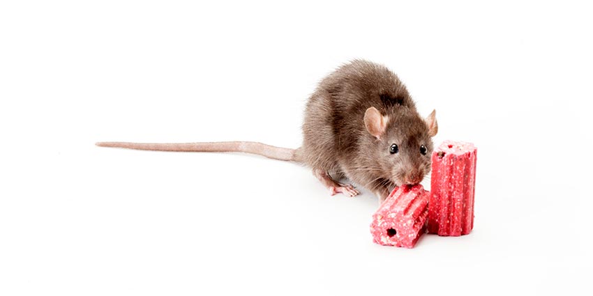 Final All Weather Blox Evolution Revolutionizing Construction